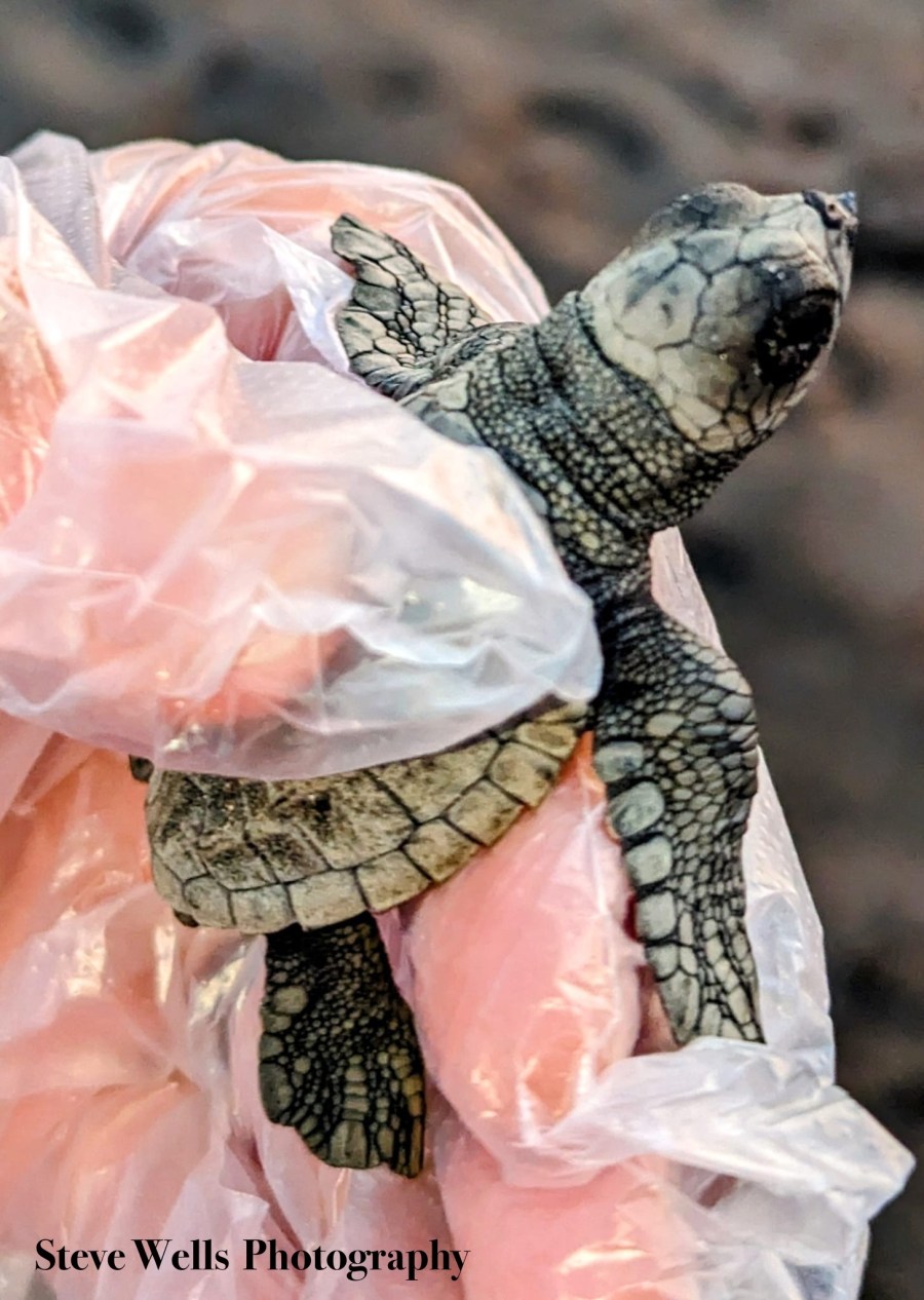 Sea turtle rescued by the Gran Pacífica and 360 Properties Nicaragua conservation program